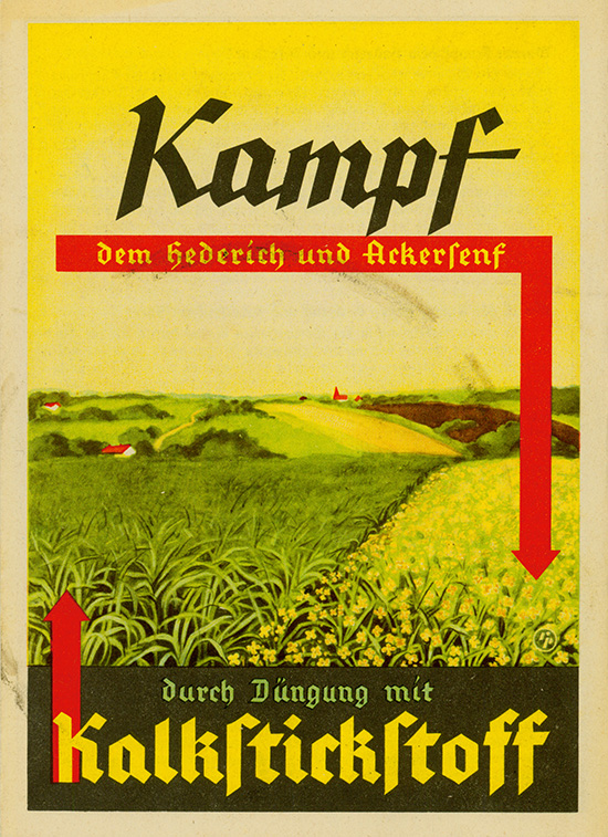 Kampf dem Hederich und dem Ackersenf durch Düngung mit Kalkstickstoff